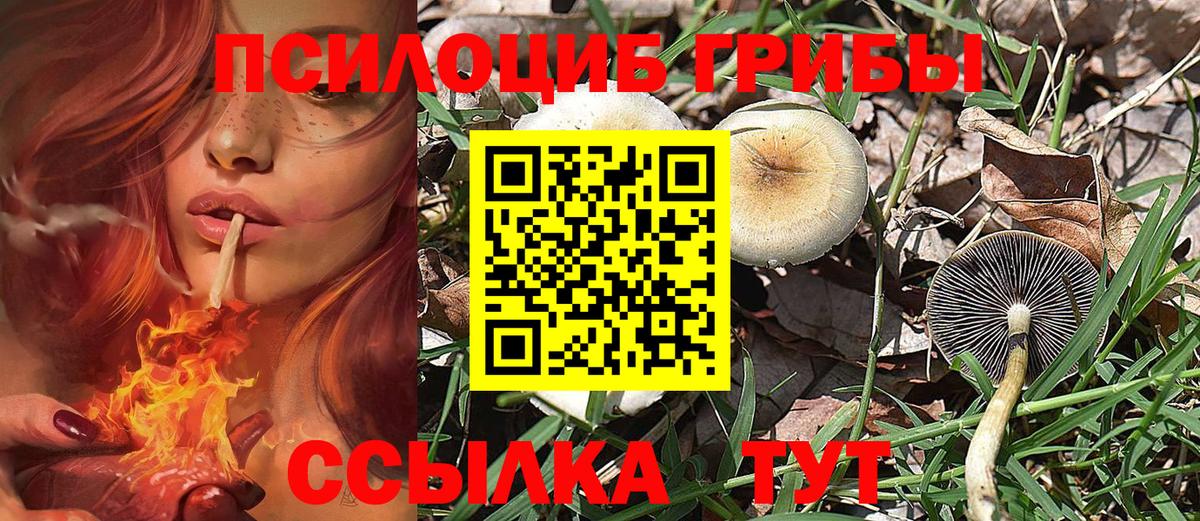 Галлюциногенные грибы Psilocybine cubensis Березники